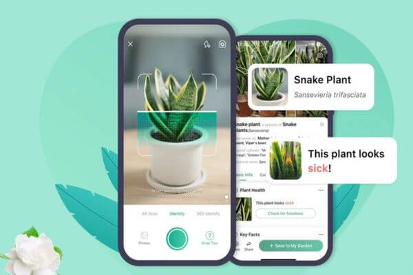 em um celular aplicativo está identificando uma planta